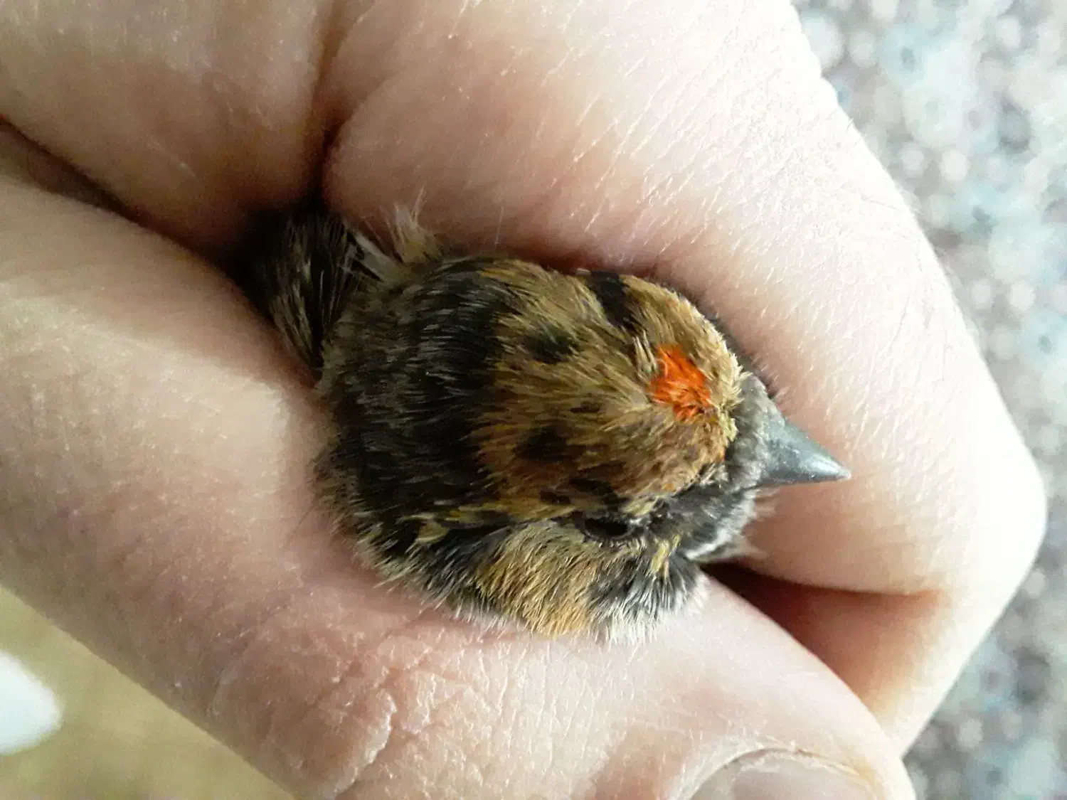 سهره گلبسرنر|پرنده|خمینیشهر, |دیوار