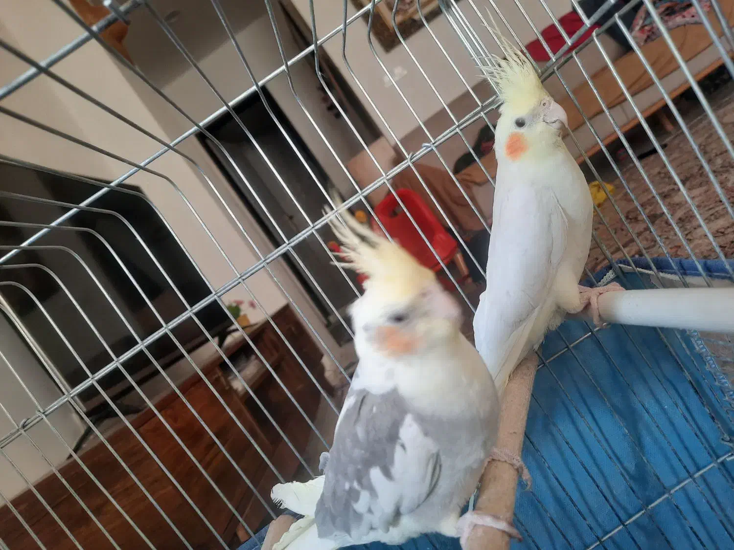 عروس هلندی نر وماده آماده تخم گذاشتن|پرنده|شیراز, گلشن|دیوار