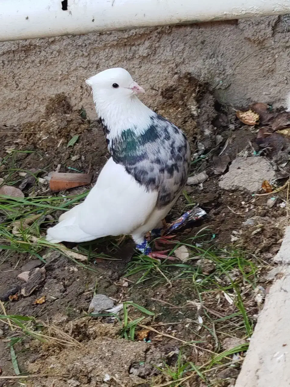 کبوتر طوقی|پرنده|گنبد کاووس, |دیوار