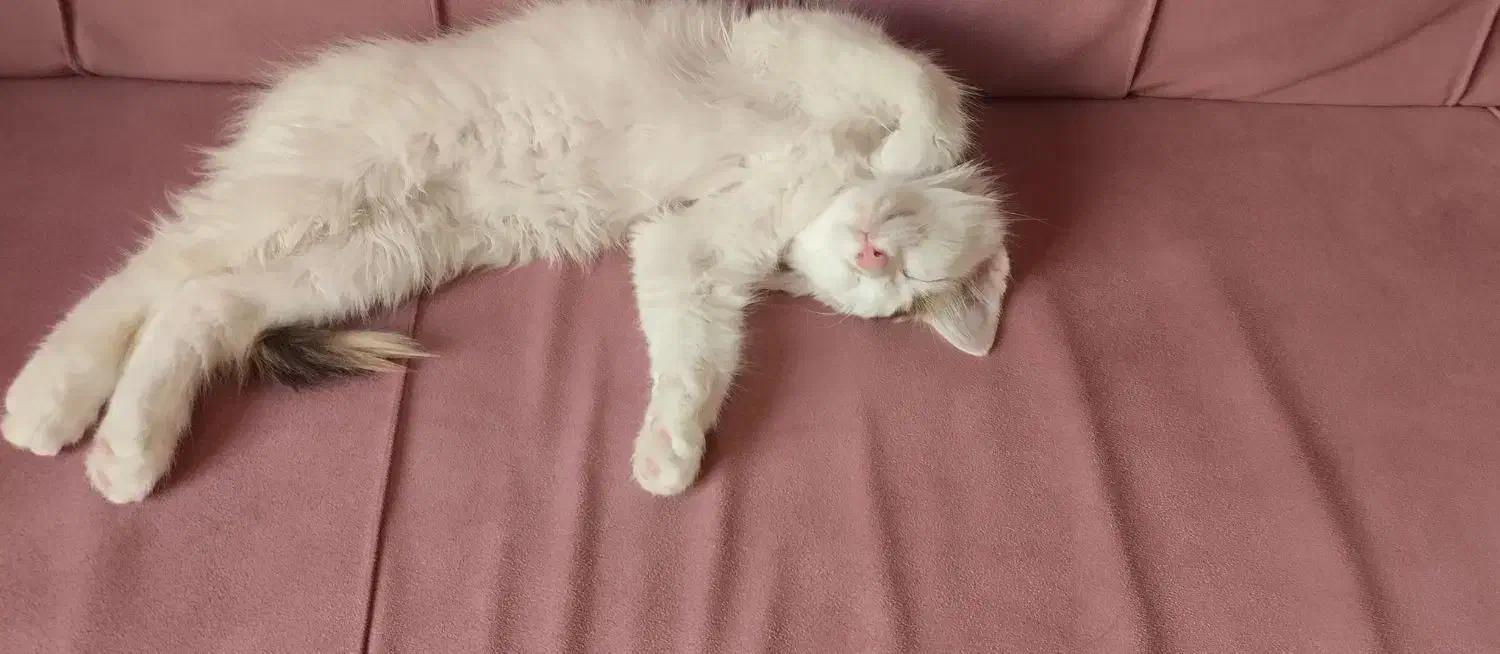 واگذاری گربه بازیگوش|گربه|پردیس, فاز ۱۱|دیوار