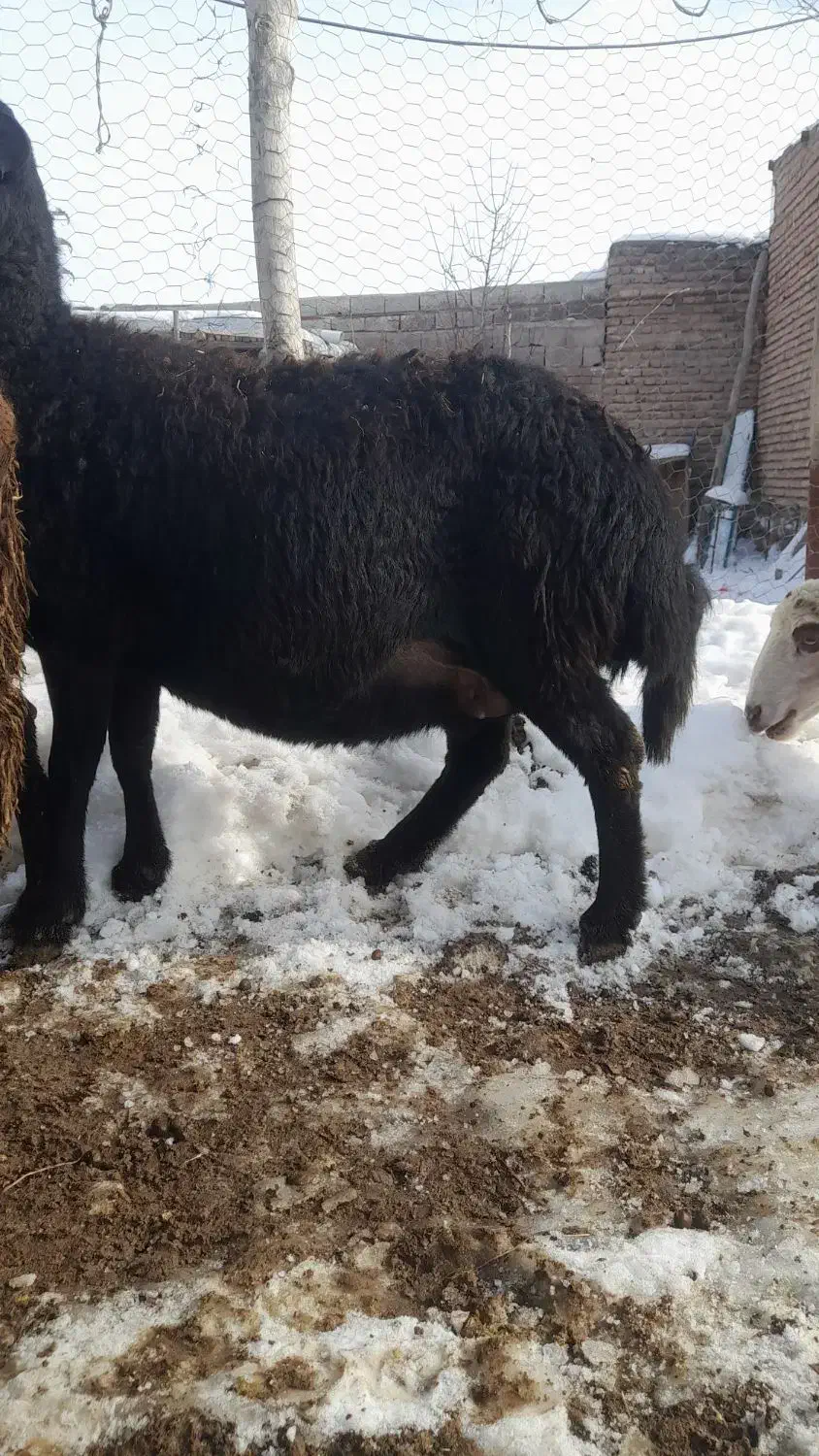گوسفند با بره|حیوانات مزرعه|اردبیل, |دیوار