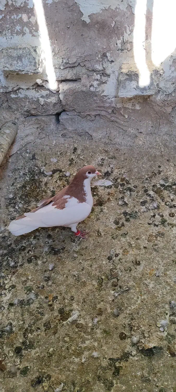 ۷تا ماده رنگی|پرنده|اسفراین, |دیوار