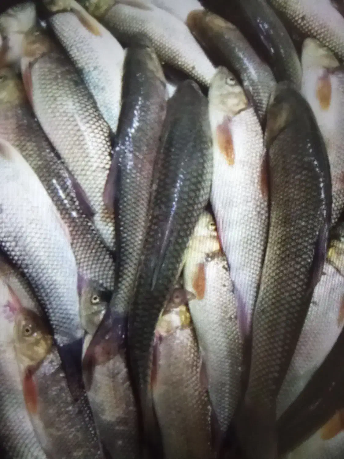 بالخ|ماهی|میانه, |دیوار