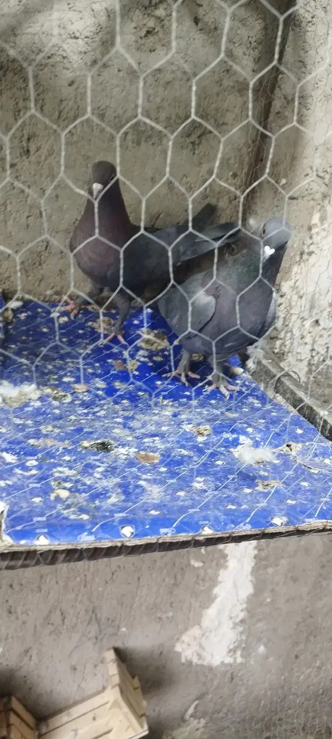 فروشی همه باهم دونه 250|پرنده|نرماشیر, |دیوار