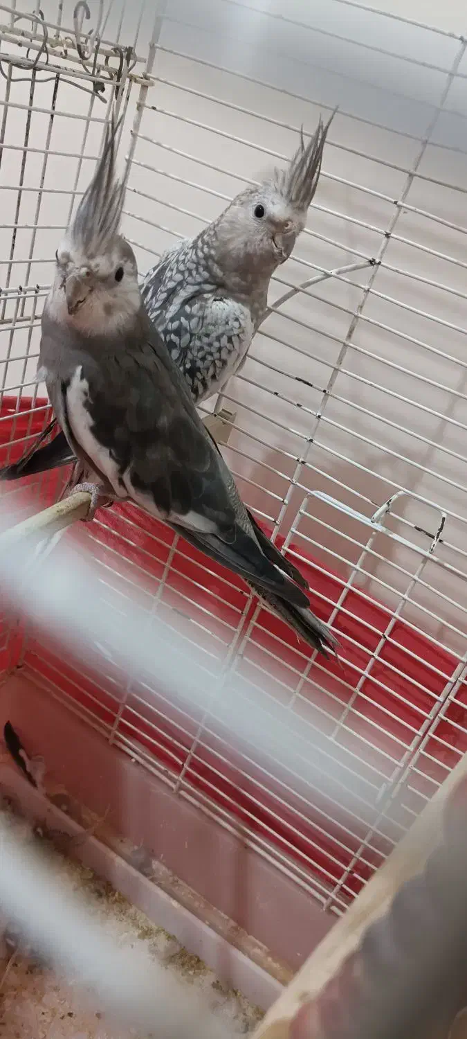 عروس هلندی|پرنده|بومهن, |دیوار