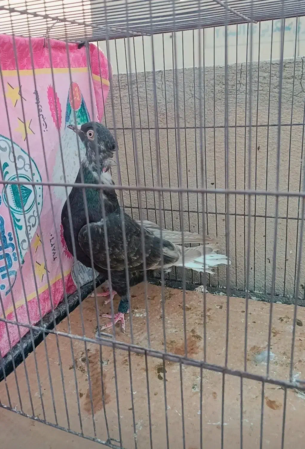 زرد دم سفید زاغ دم سفید|پرنده|قم, انسجام|دیوار