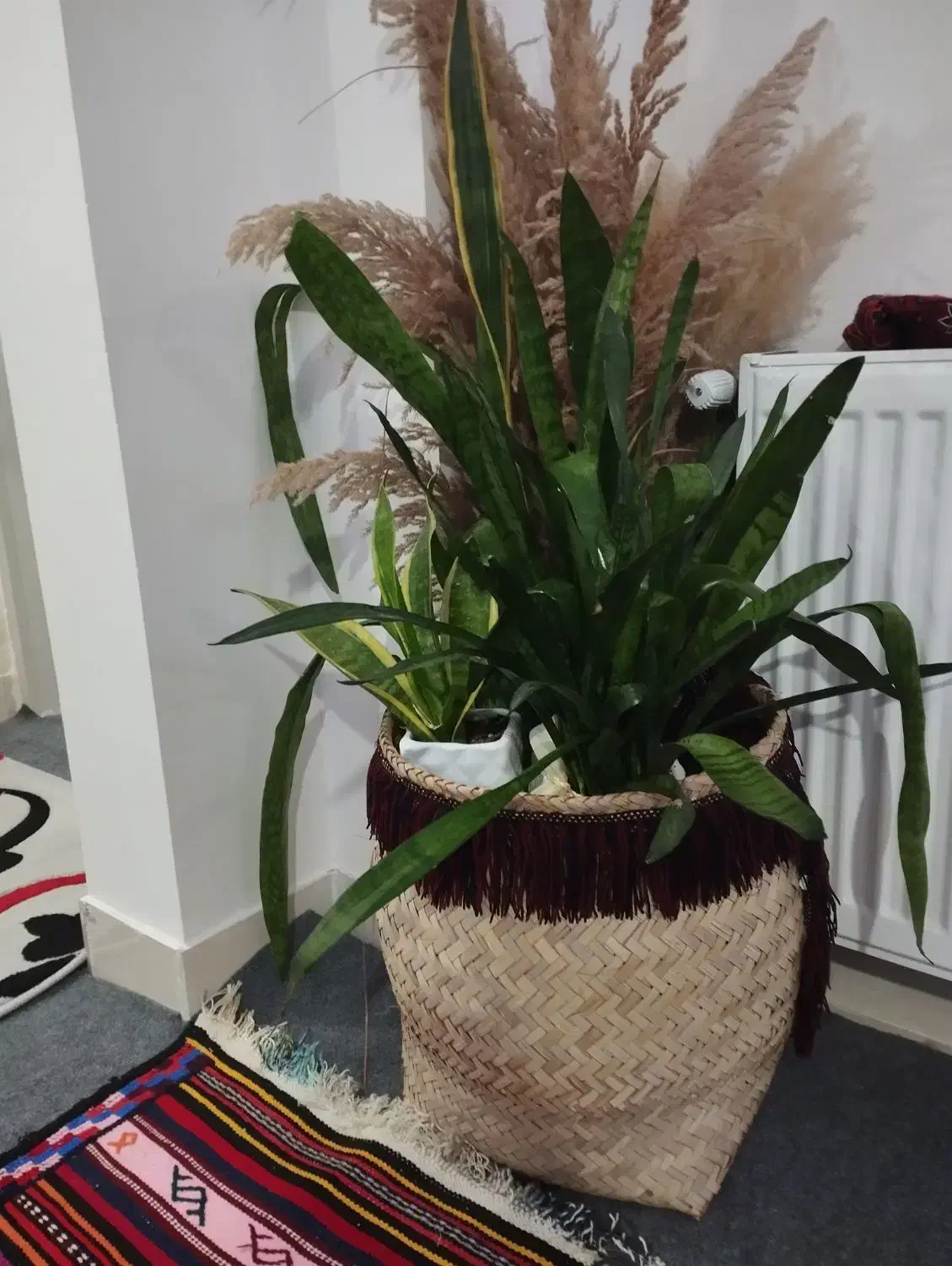 گل با گلدان حصیری|گل و گیاه طبیعی|گرگان, |دیوار