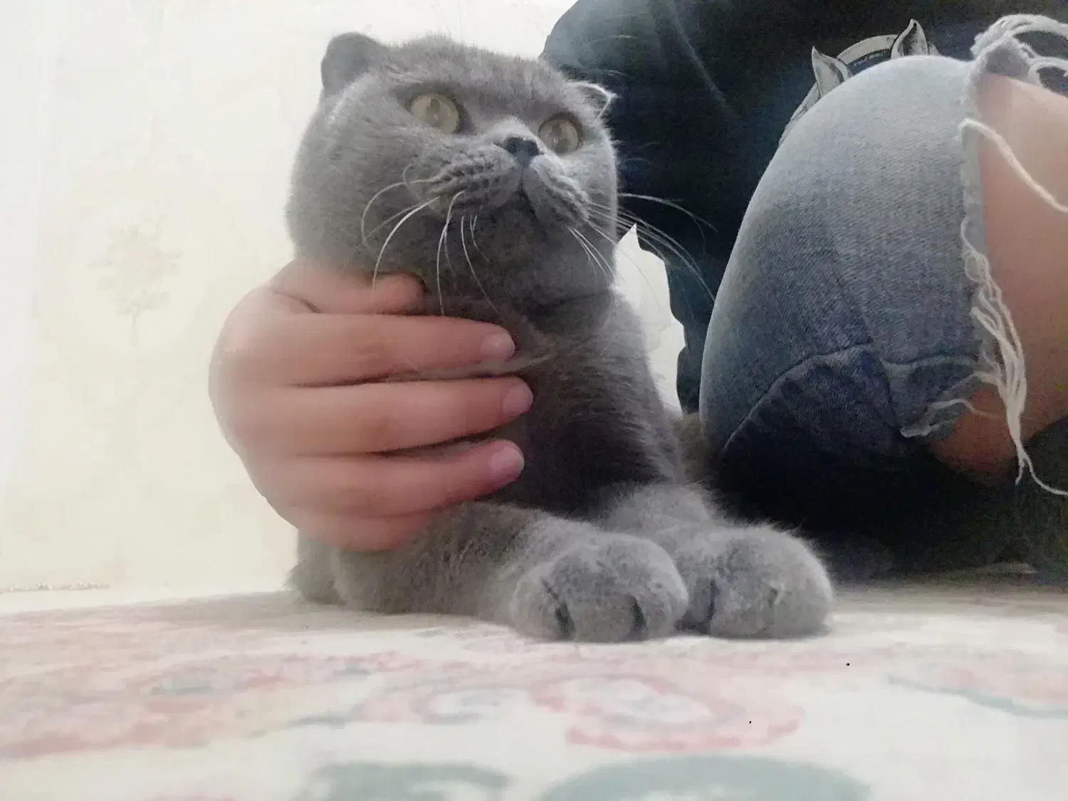 اسکاتیش خالص|گربه|ارومیه, |دیوار