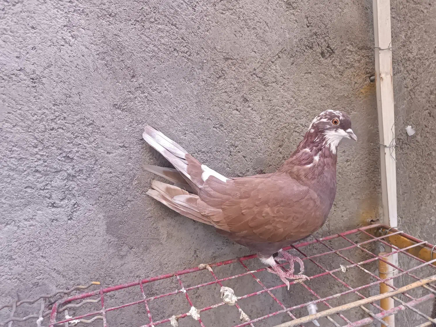 کبوتر پرشی ماده|پرنده|سیرجان, |دیوار