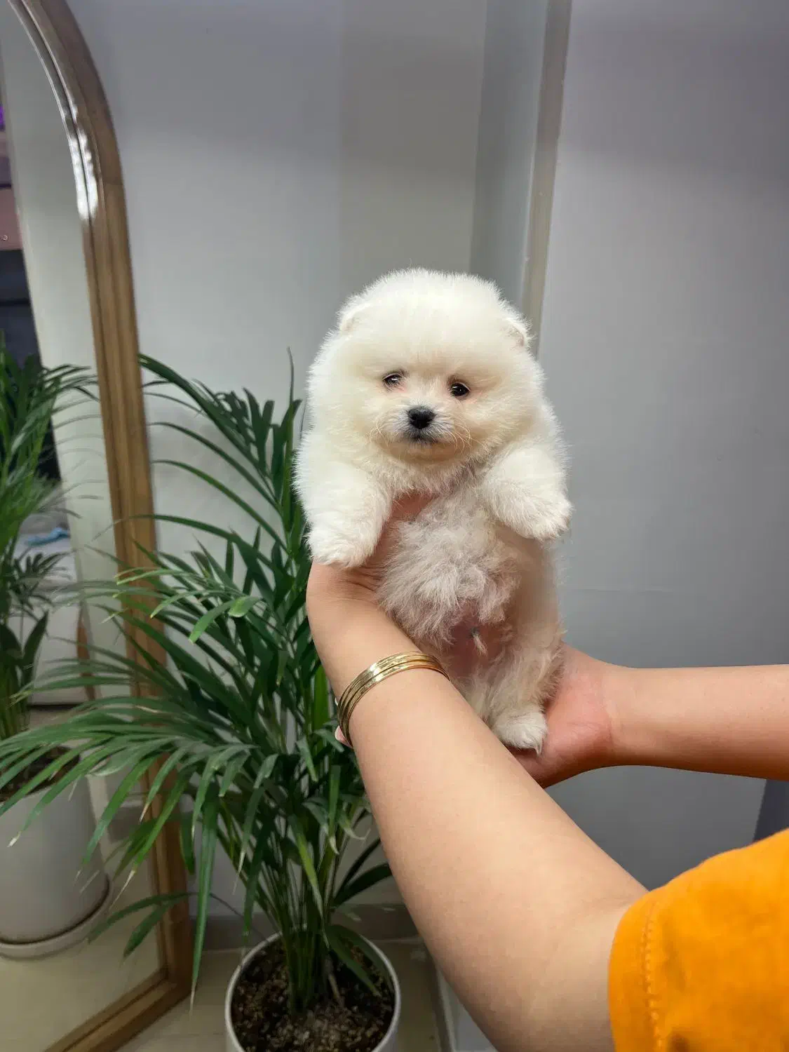 پامر خرسی عروسکی|سگ|رشت, دیانتی|دیوار