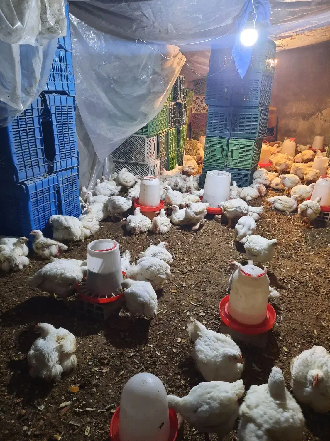 مرغ ارگانیک بدون دارو و واکسن|حیوانات مزرعه|سورک, |دیوار