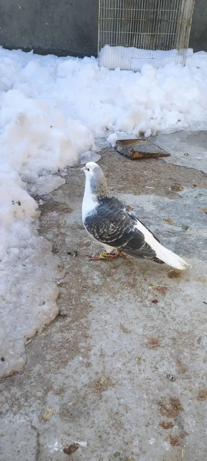 کبوتر|پرنده|مشهد, شهید قربانی|دیوار