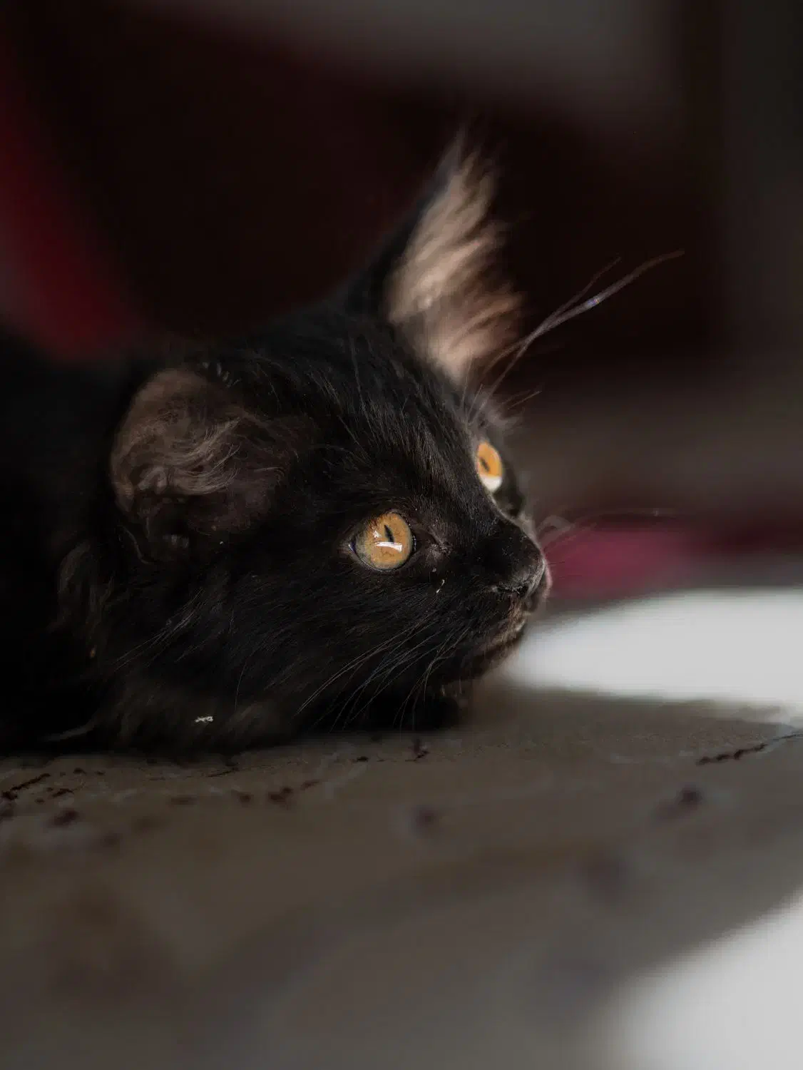 واگذاری رایگان بچه گربه|گربه|قم, سالاریه|دیوار