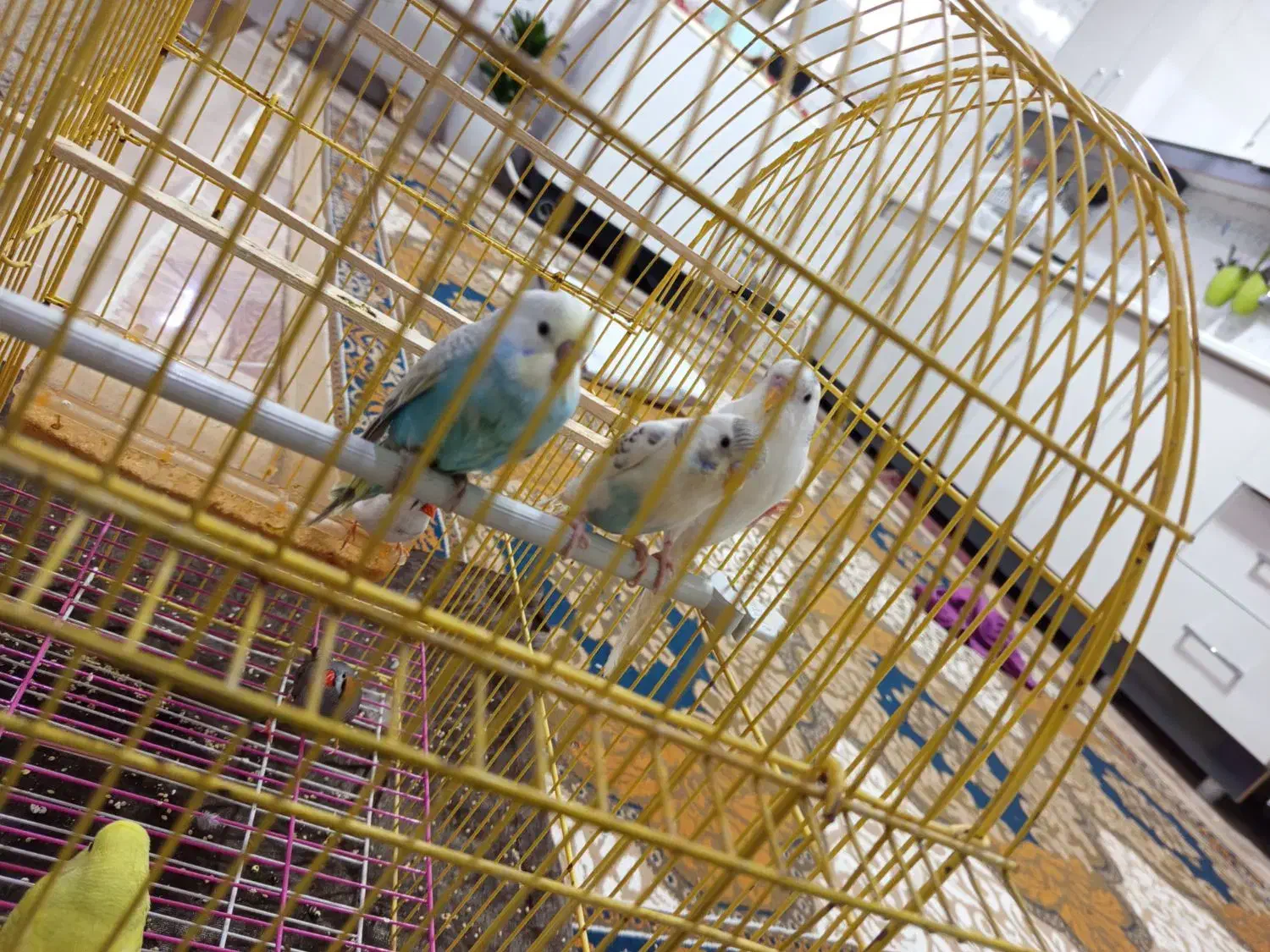 مرغ عشق|پرنده|تربت جام, میان جام|دیوار