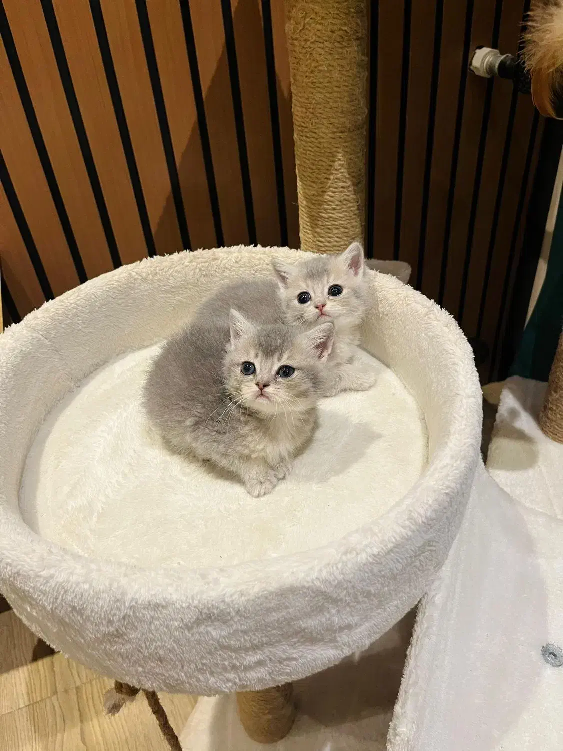 گربه بیریتیش نر|گربه|لاهیجان, امیرشهید|دیوار