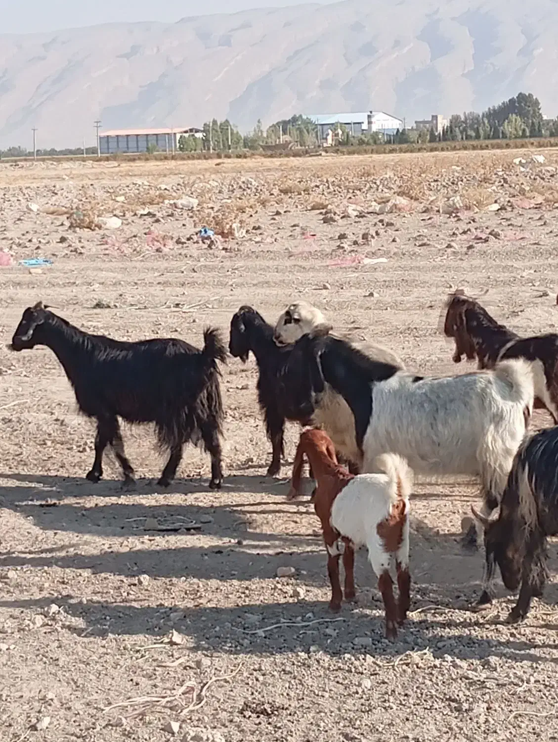 بز داشتی|حیوانات مزرعه|کوار, |دیوار