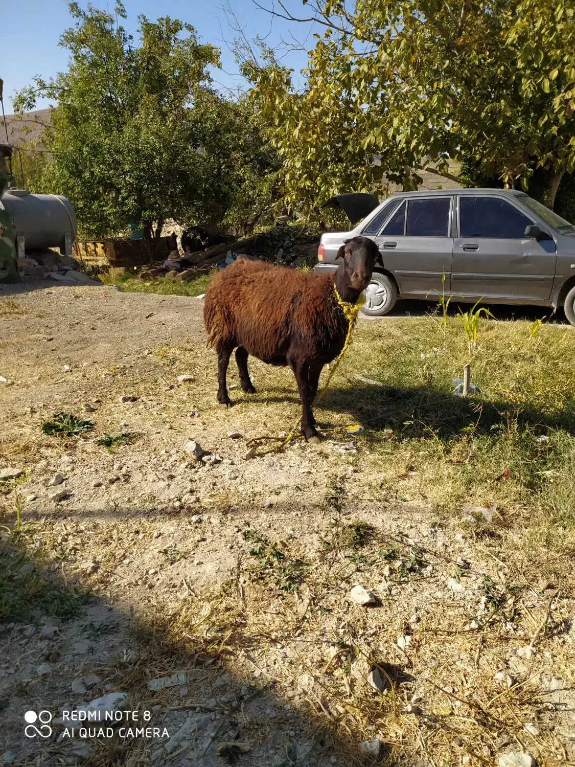 نوم خدا میش داشتی درجه یک ابستن|حیوانات مزرعه|زاغه, |دیوار