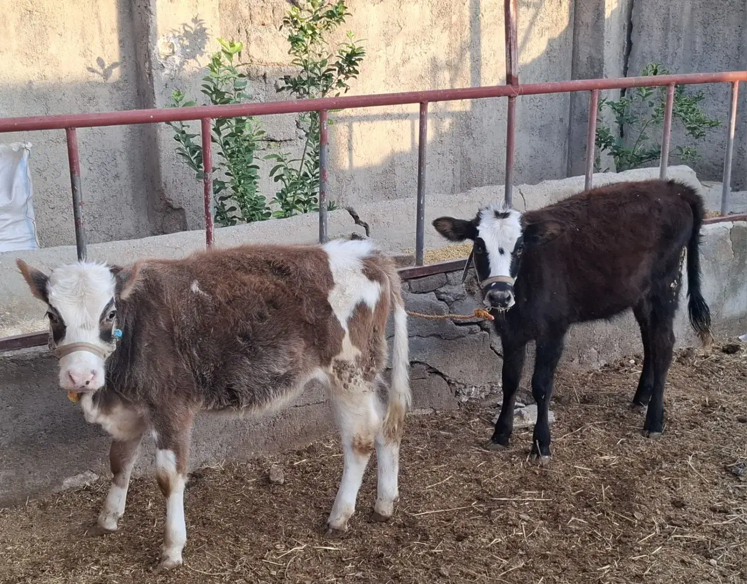 دو راس گوساله ماده سیمینتال|حیوانات مزرعه|دره شهر, |دیوار