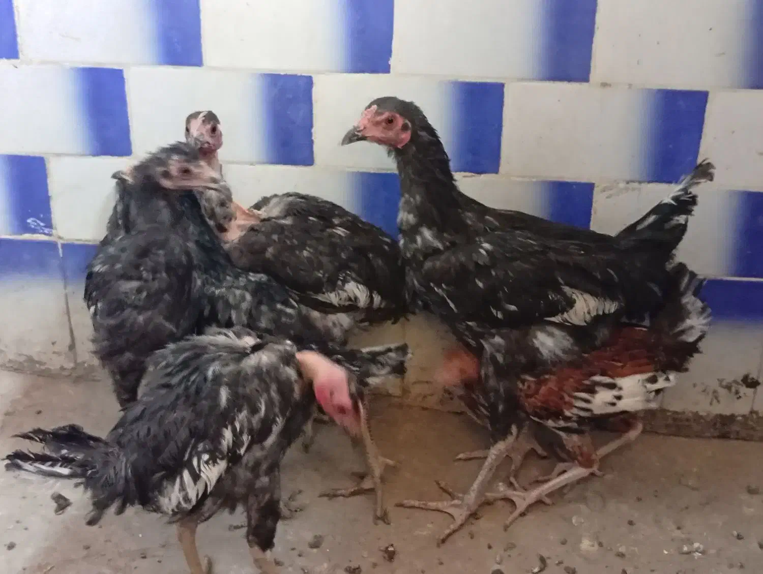 جوجه|حیوانات مزرعه|محمدیه-قزوین, |دیوار