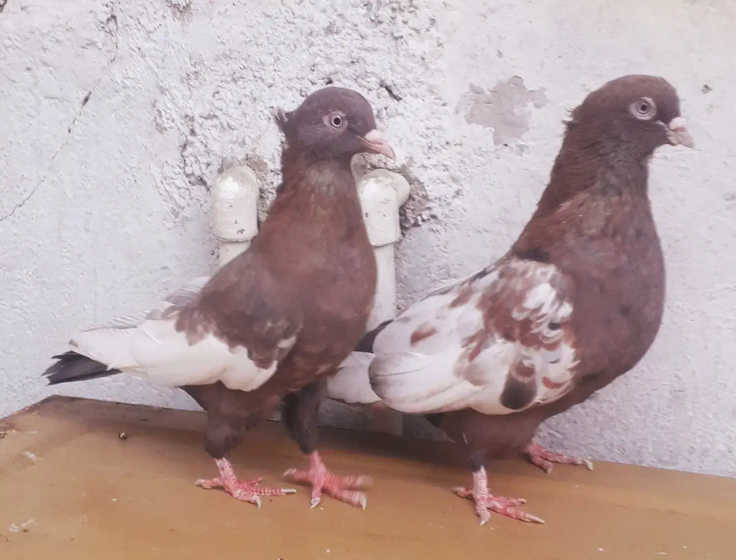 کبوتر  سینه تافته ای نروماده|پرنده|شیراز, حافظیه|دیوار