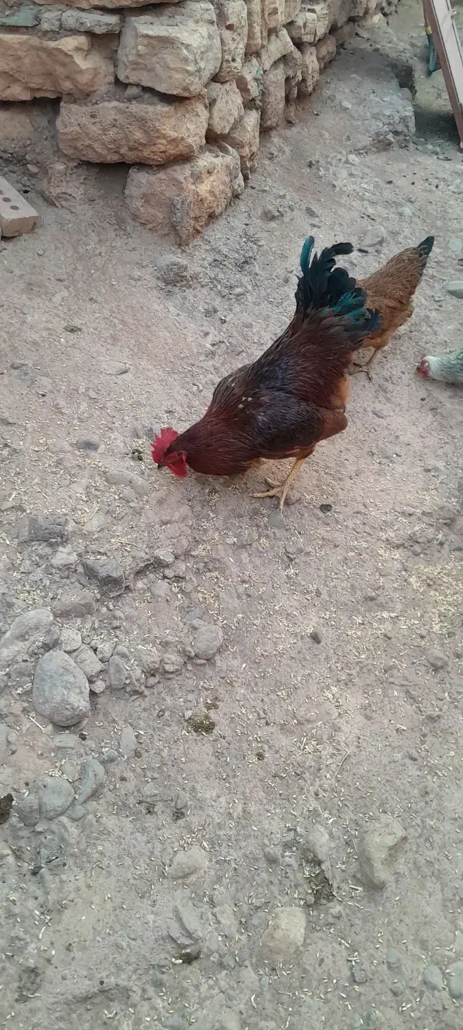 خروس قرمز|حیوانات مزرعه|شوط, |دیوار