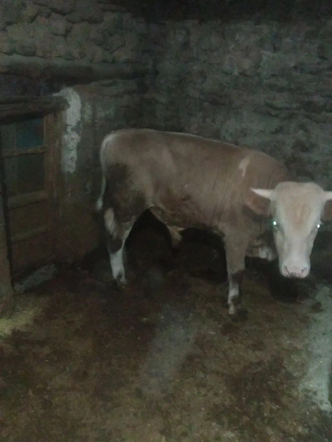 گوساله سمینتال|حیوانات مزرعه|سروآباد, |دیوار