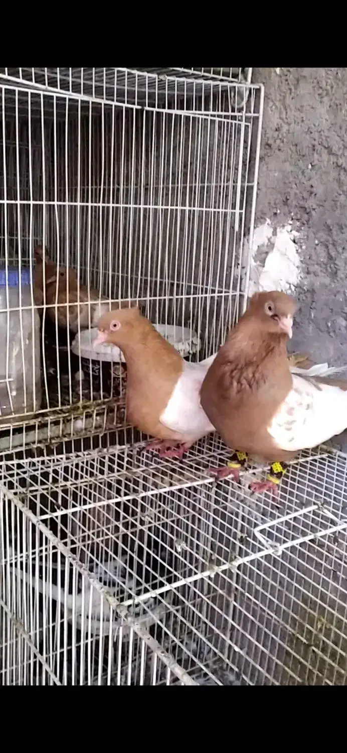 کبوتر گرفتنی صید بار کبوتر|پرنده|نیشابور, کوی یغما|دیوار