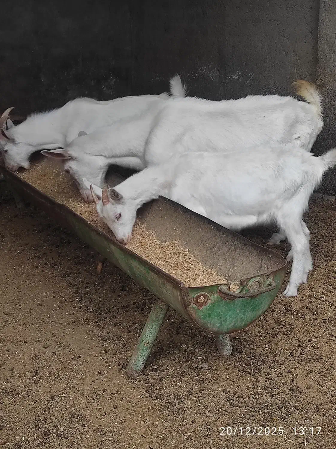 بز سانن درجه یک اصل|حیوانات مزرعه|سیمین شهر, |دیوار