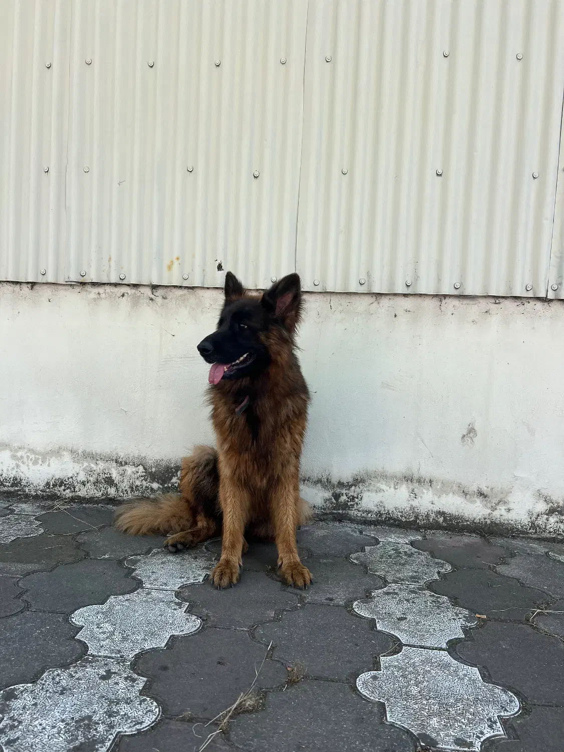 ژرمن شپرد|سگ|کیاشهر, |دیوار