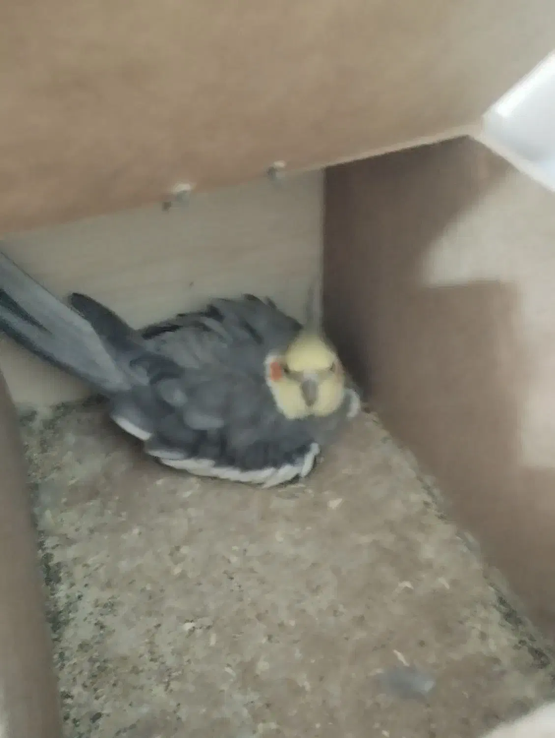 ۴تا عروس هلندی با۳تا تخم یک جفتش مولد هست|پرنده|شیراز, جمال آباد|دیوار