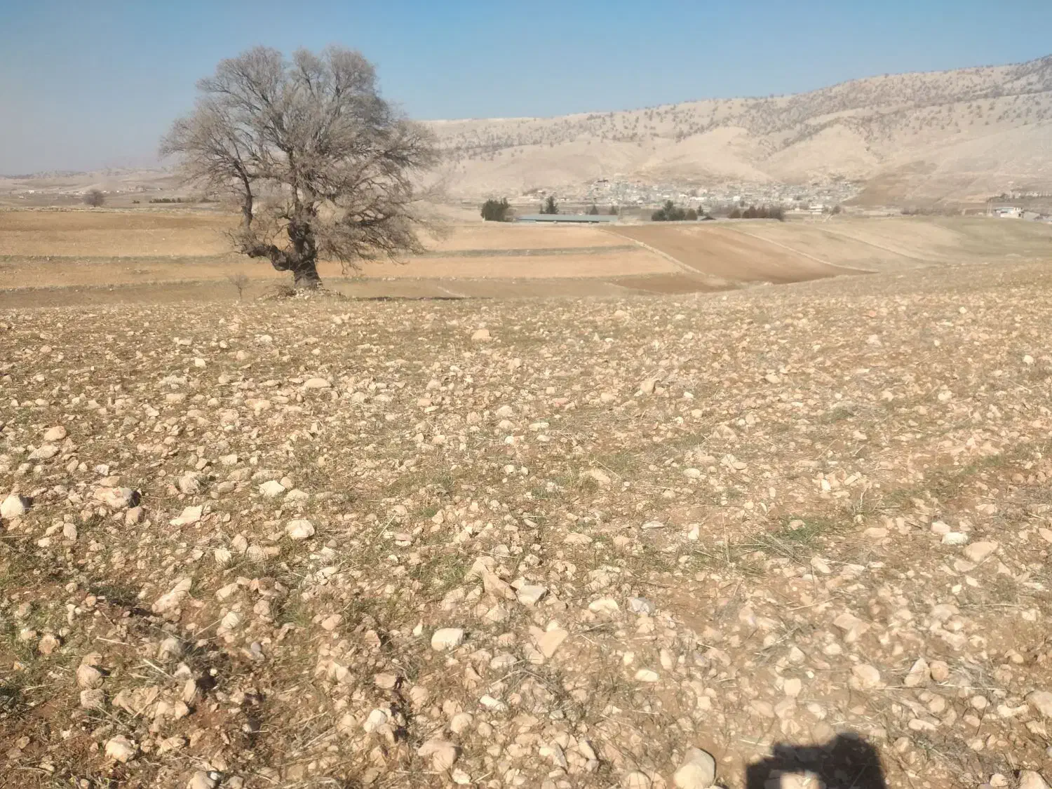 زمین کشاورزی|فروش دفتر صنعتی، کشاورزی، تجاری|کارزان, |دیوار