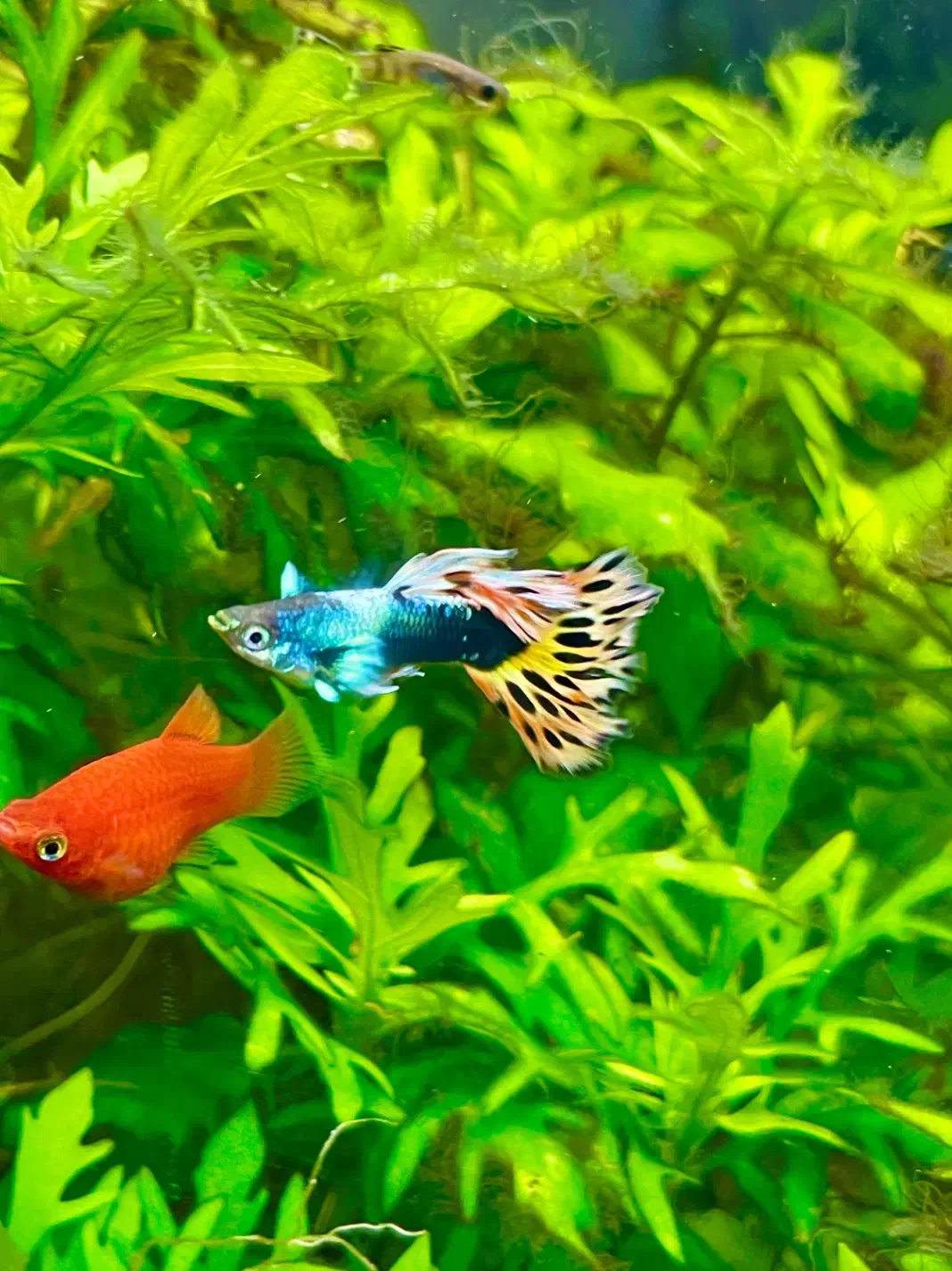 ماهی گوپی مولد|ماهی|اصفهان, نصرآباد|دیوار