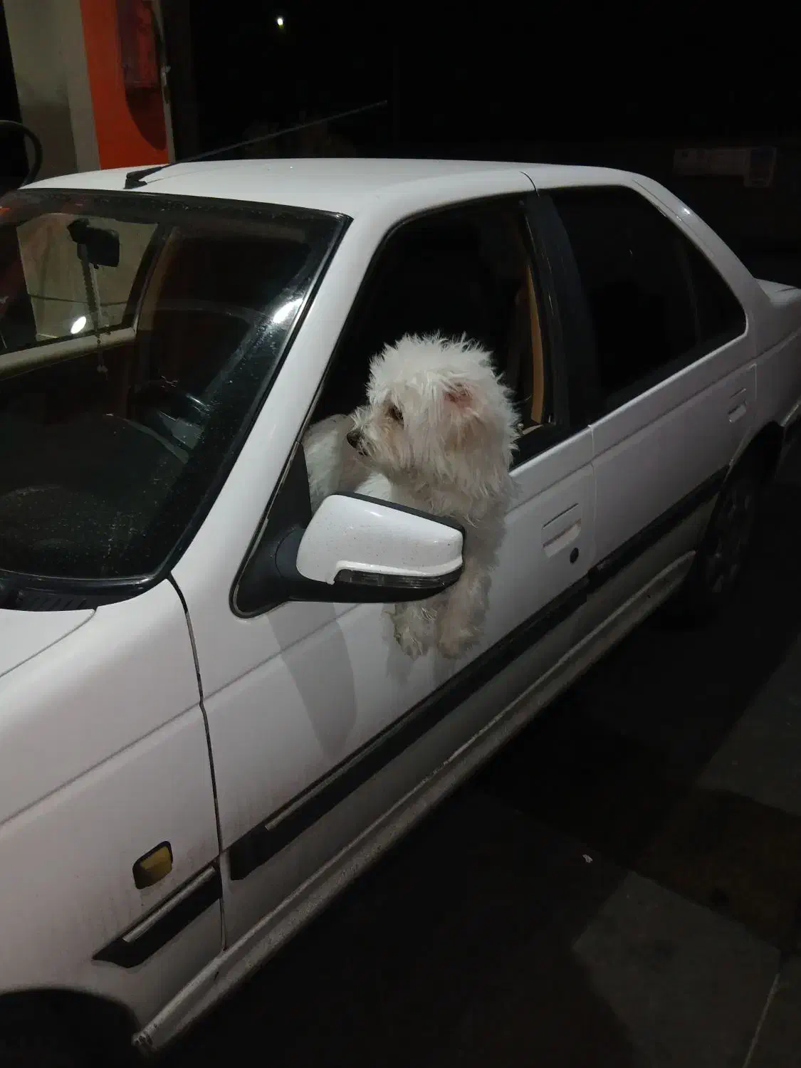 سگ نژاد تریر|سگ|شهریار, شهریار|دیوار