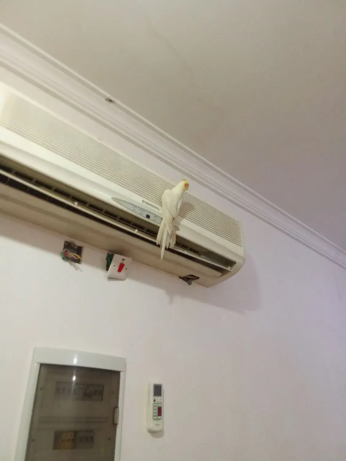 جم سالم وسخنگو|پرنده|جم, |دیوار