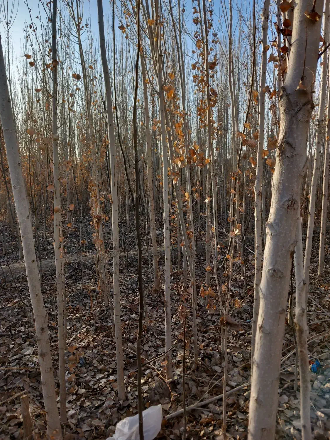 نهال|خدمات باغبانی و درختکاری|شهریار, شهریار|دیوار