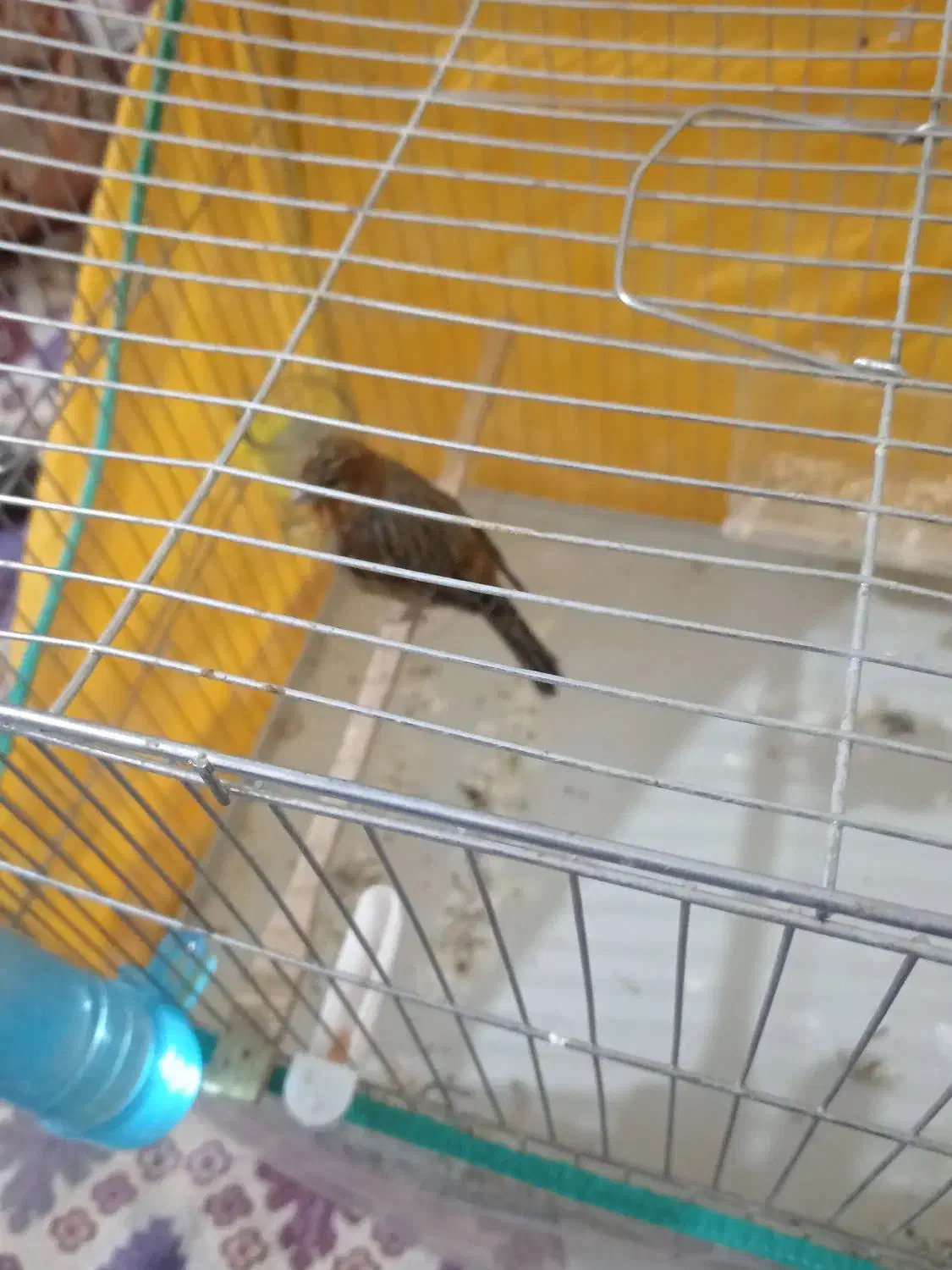 ابلغ|پرنده|کرمان, |دیوار