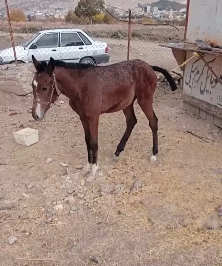 کره اسب نر|حیوانات مزرعه|سیروان, |دیوار