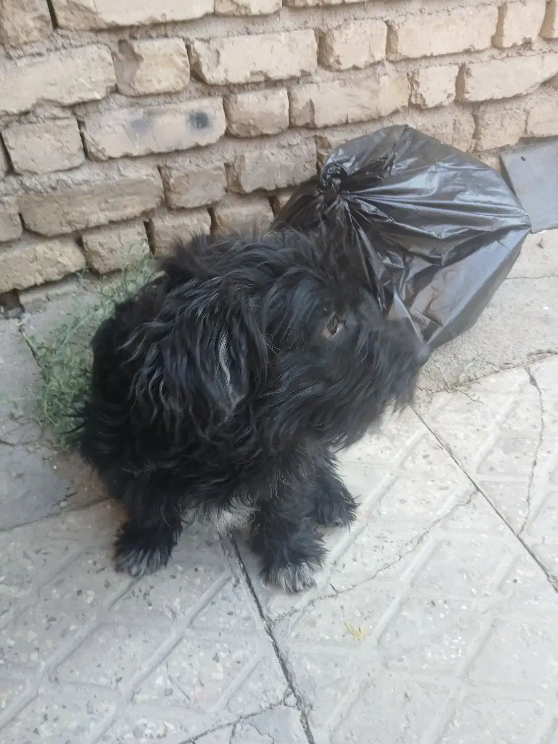 سگ پاپی|سگ|مبارکه, |دیوار