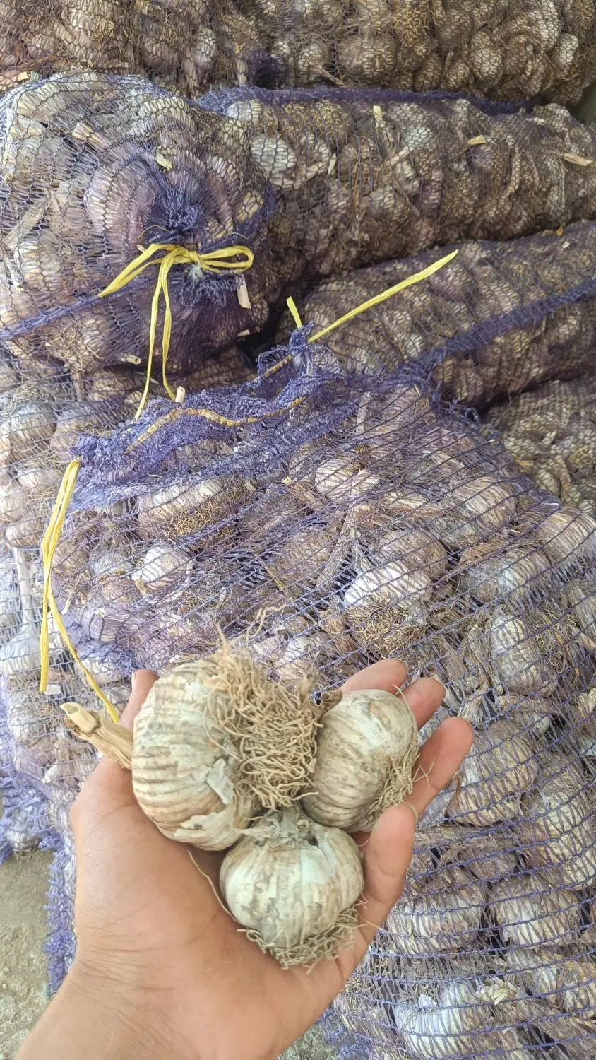 سیر|خدمات باغبانی و درختکاری|انگوت, |دیوار