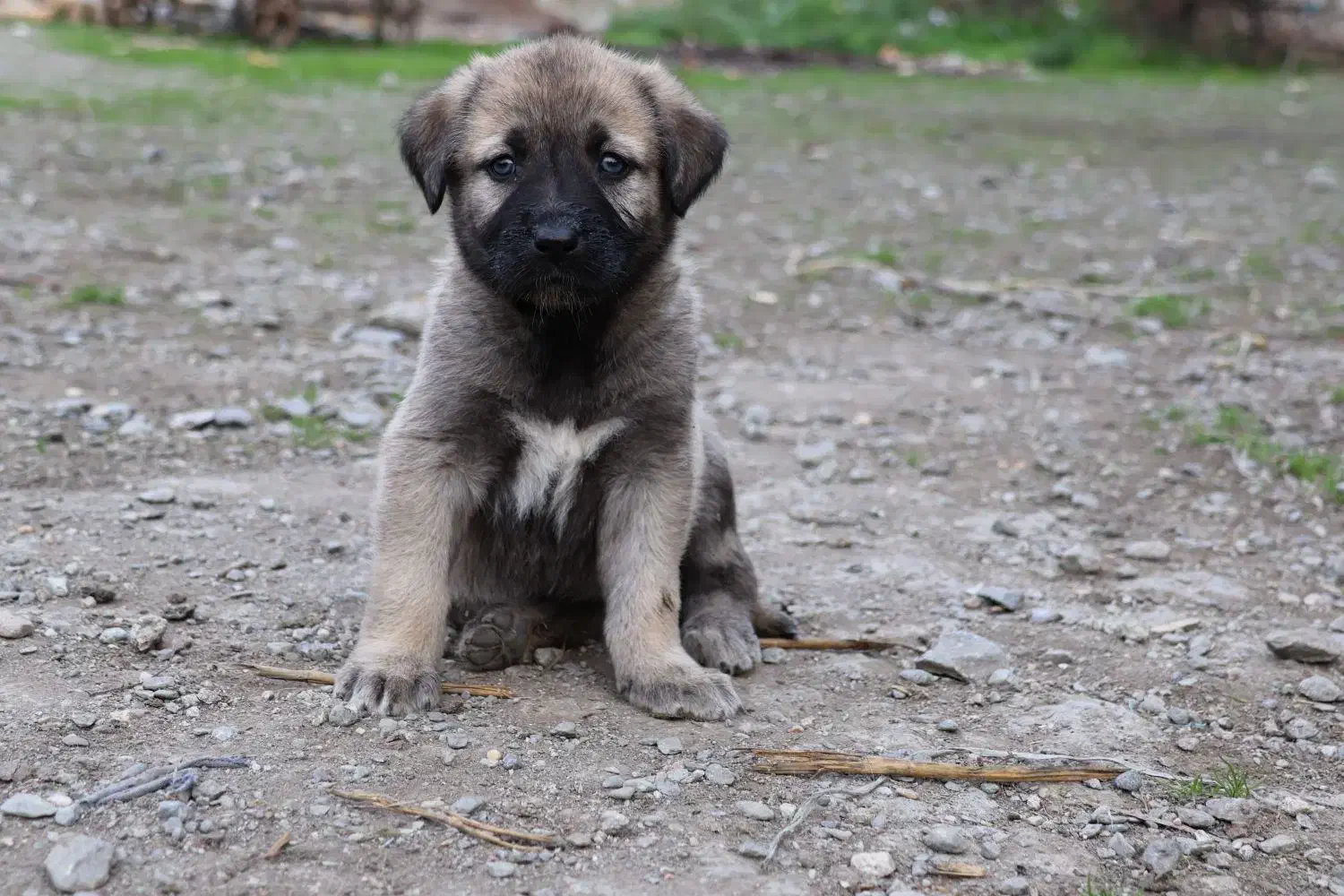 واگذاری توله سگ|سگ|گرگان, |دیوار