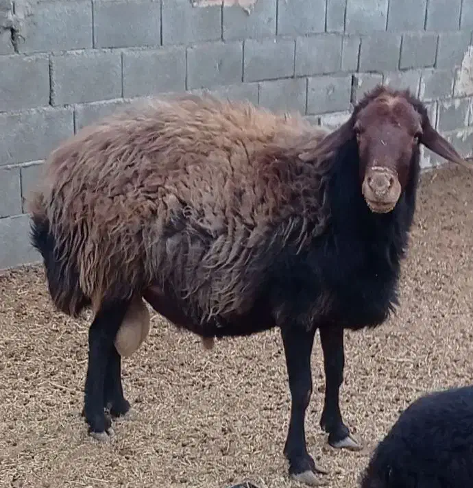 قوچ افشاری .کربال.|حیوانات مزرعه|کربال, |دیوار