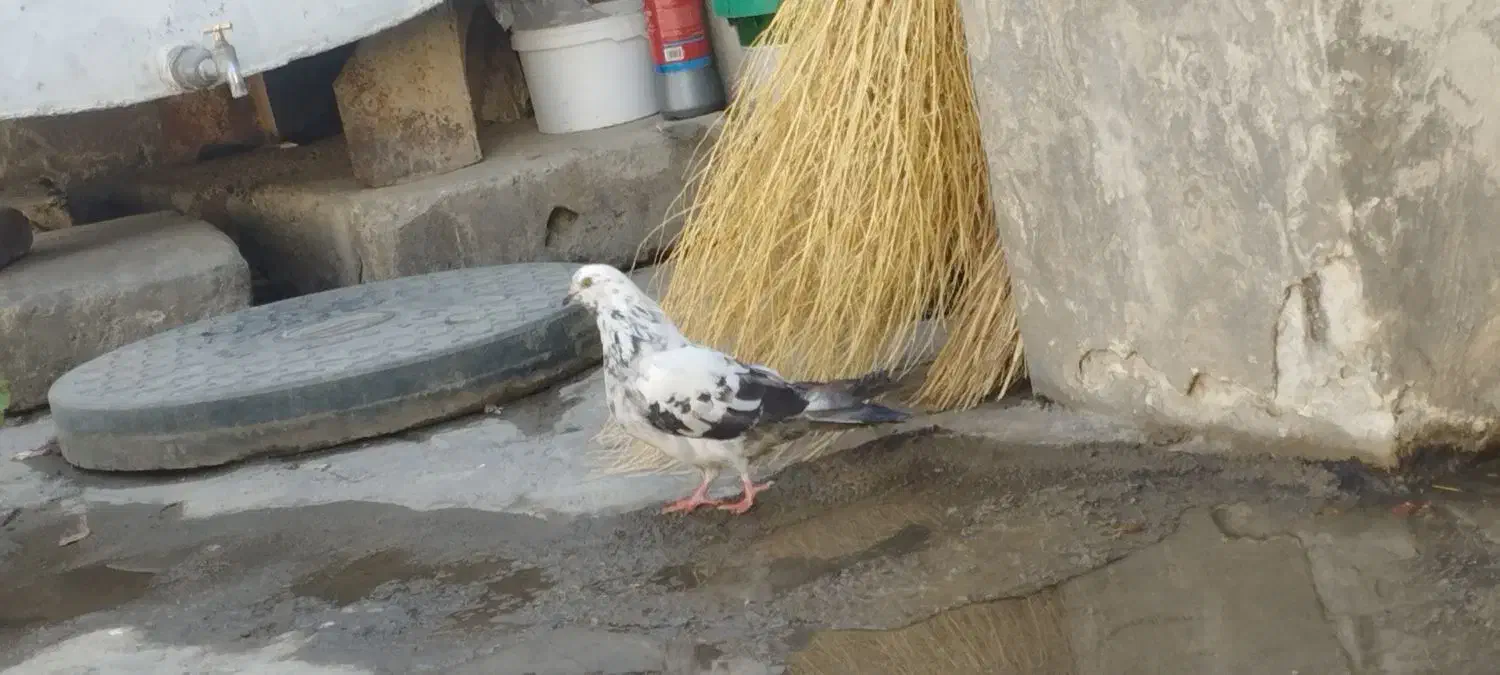 کبوتر|پرنده|ملایر, |دیوار