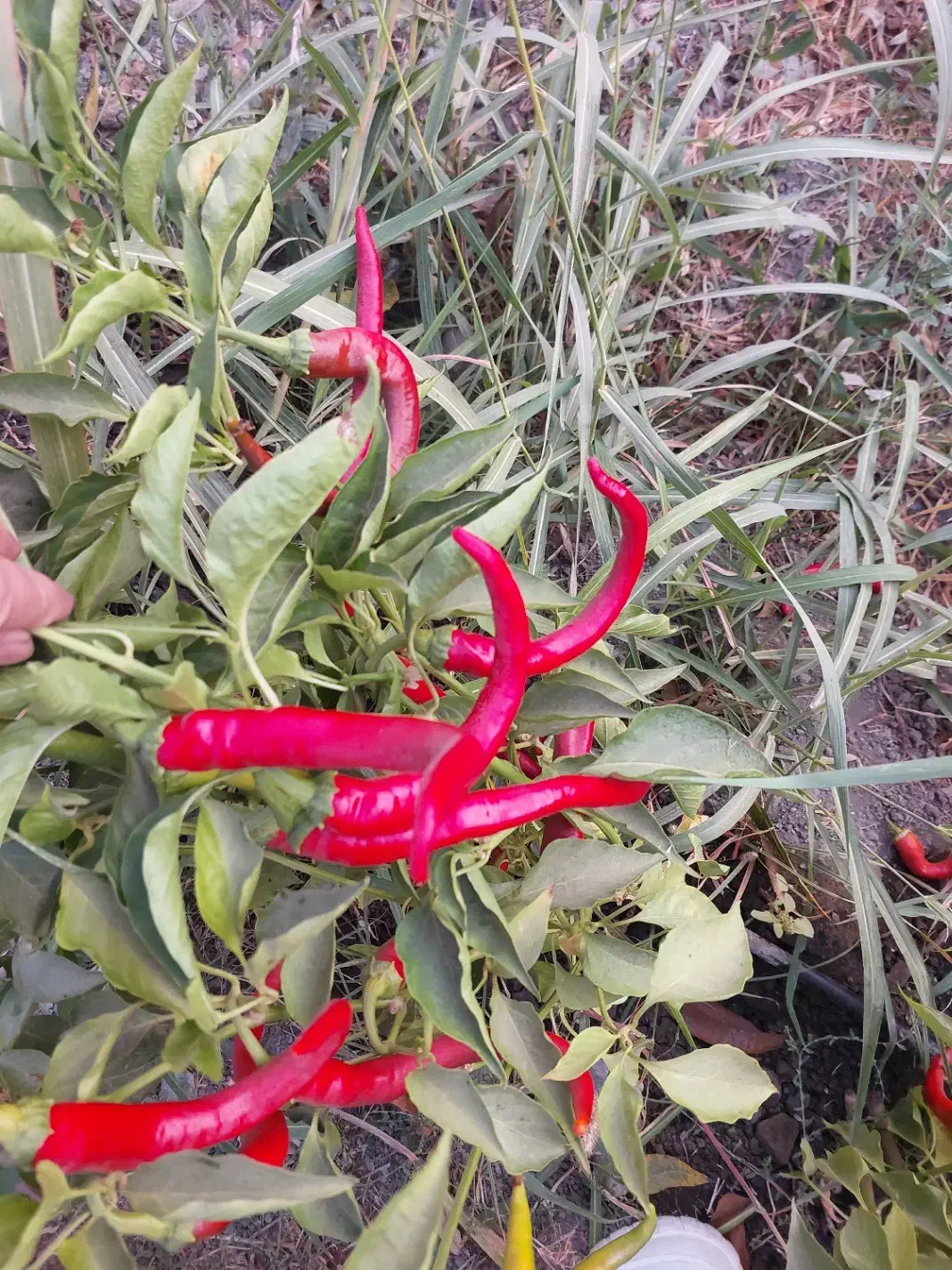 زمین مسکونی کوی سامان|فروش زمین و ملک کلنگی|قیدار, |دیوار