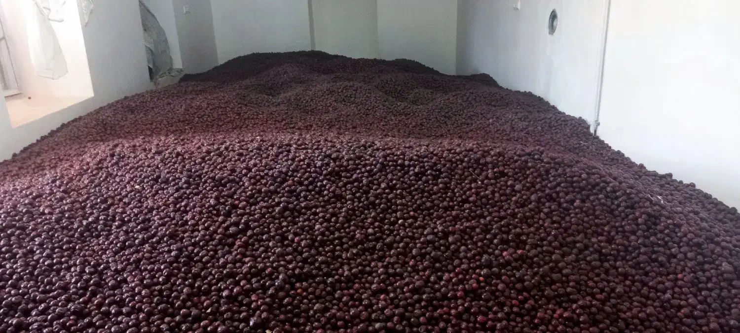 ۳ تن عناب فوق العاده درجه یک تازه بیرجند|خوردنی و آشامیدنی|جلگه ماژان, |دیوار