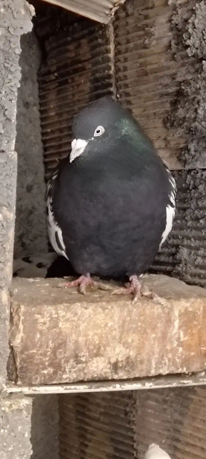 کفتر سینه ای|حیوانات|فولادشهر, مسکن مهر فولادشهر|دیوار