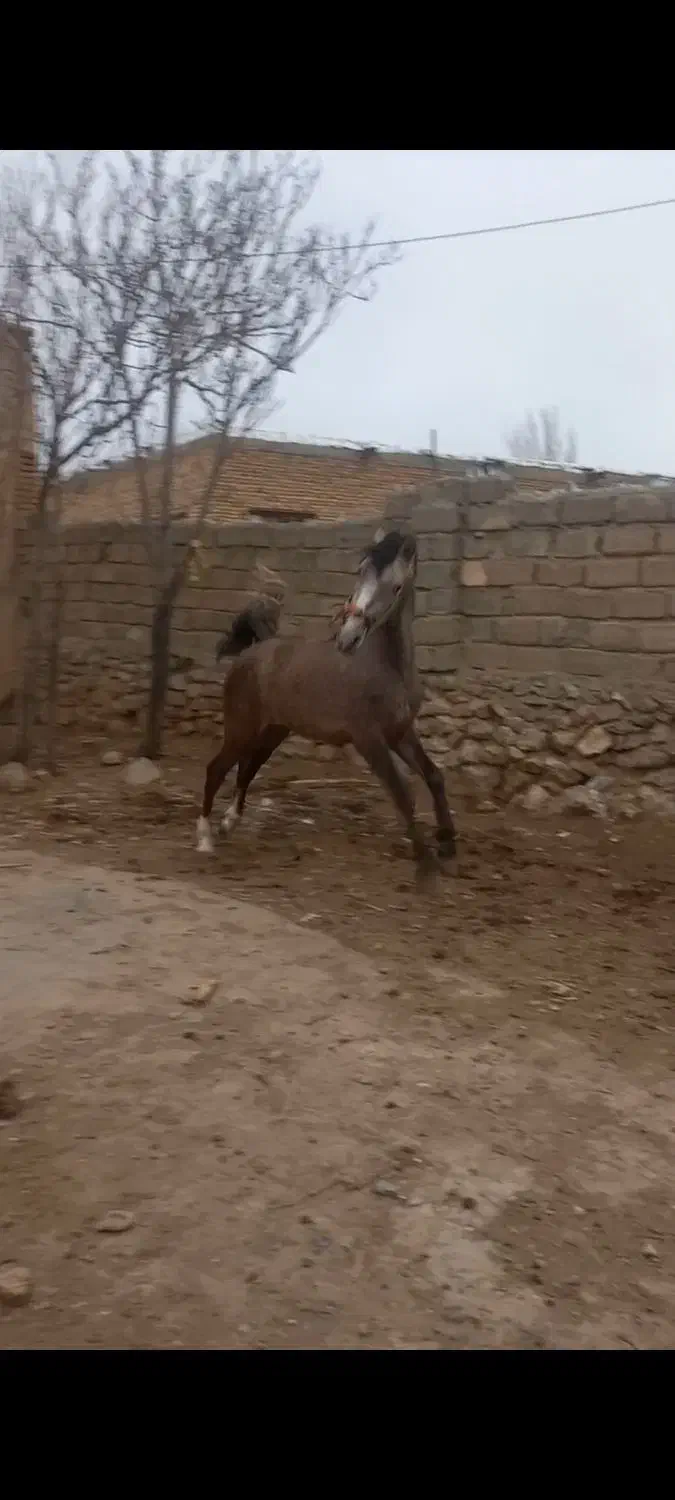 اسب نریان|اسب و تجهیزات اسب‌سواری|کنگاور, |دیوار