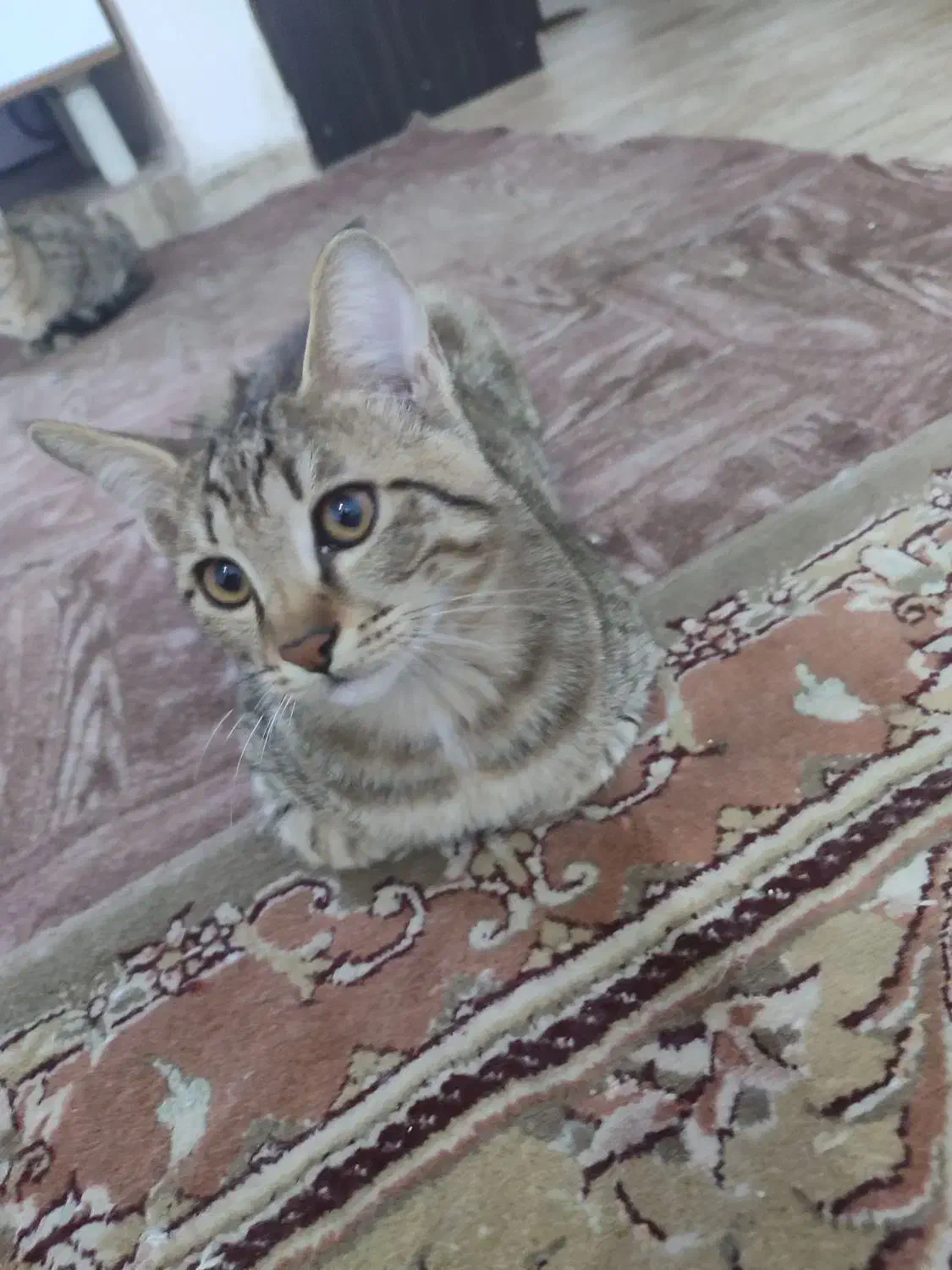 واگذاری رایگان گربه|گربه|شیراز, شهرک مهدیآباد|دیوار