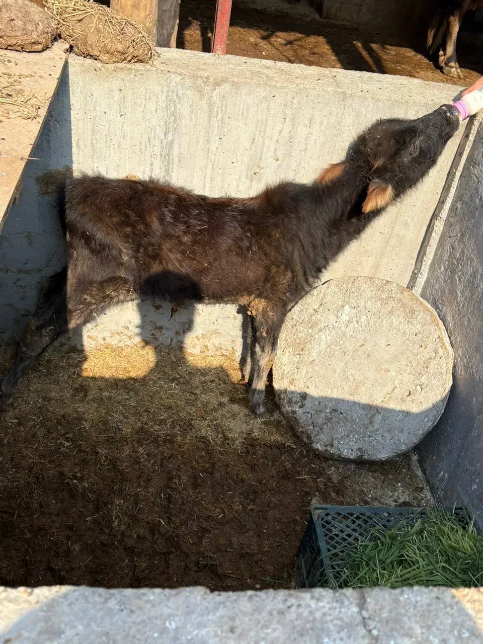 گاو نر|حیوانات مزرعه|کرخه, |دیوار