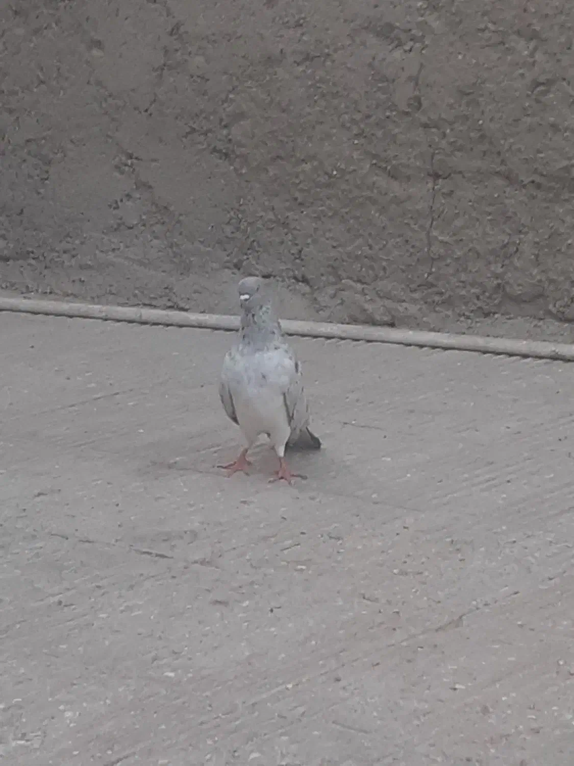 دوعدد نر فروشی|پرنده|چابهار, |دیوار