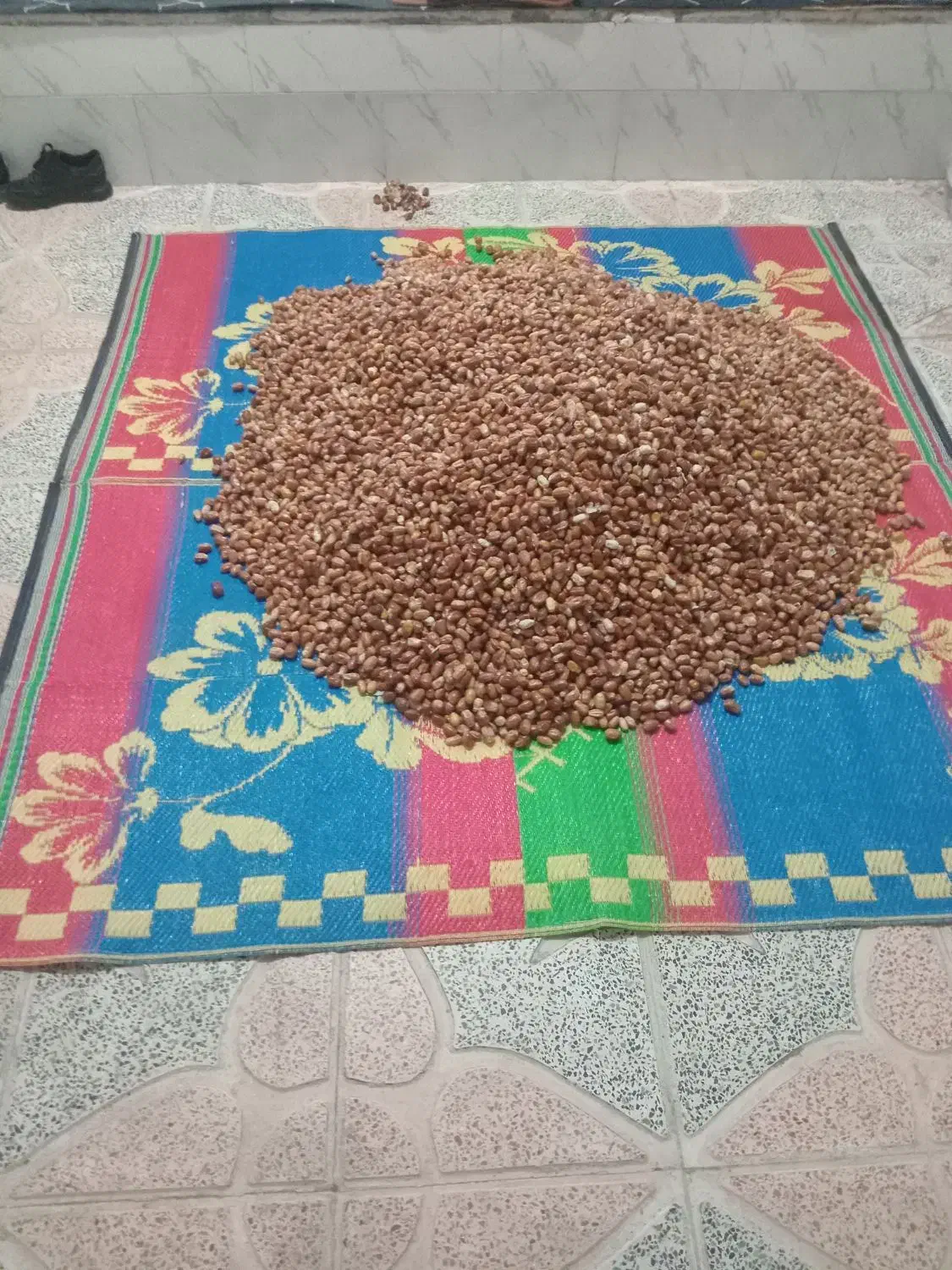 سنجد تازه|خوردنی و آشامیدنی|تهران, بوستان چیتگر|دیوار